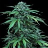 MAXI HAZE · Grass O Matic Seeds · kenevir tohum · Disi · Auto Fem