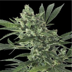 MED GOM 1.0 AUTO · Grass O...