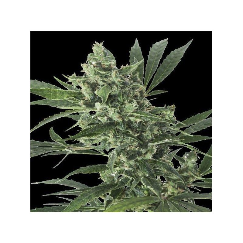 MED GOM 1.0 AUTO · Grass O Matic Seeds · kenevir tohum · Disi · Auto Fem
