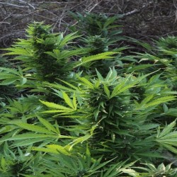 MIX GOM · Grass O Matic...
