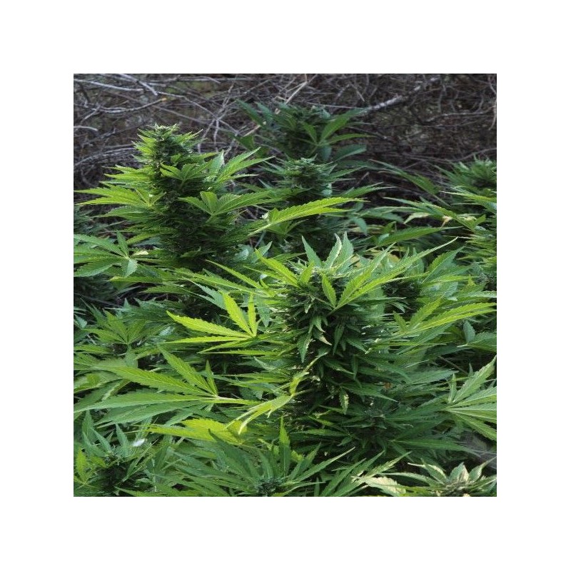 MIX GOM · Grass O Matic Seeds · kenevir tohum · Disi · Auto Fem