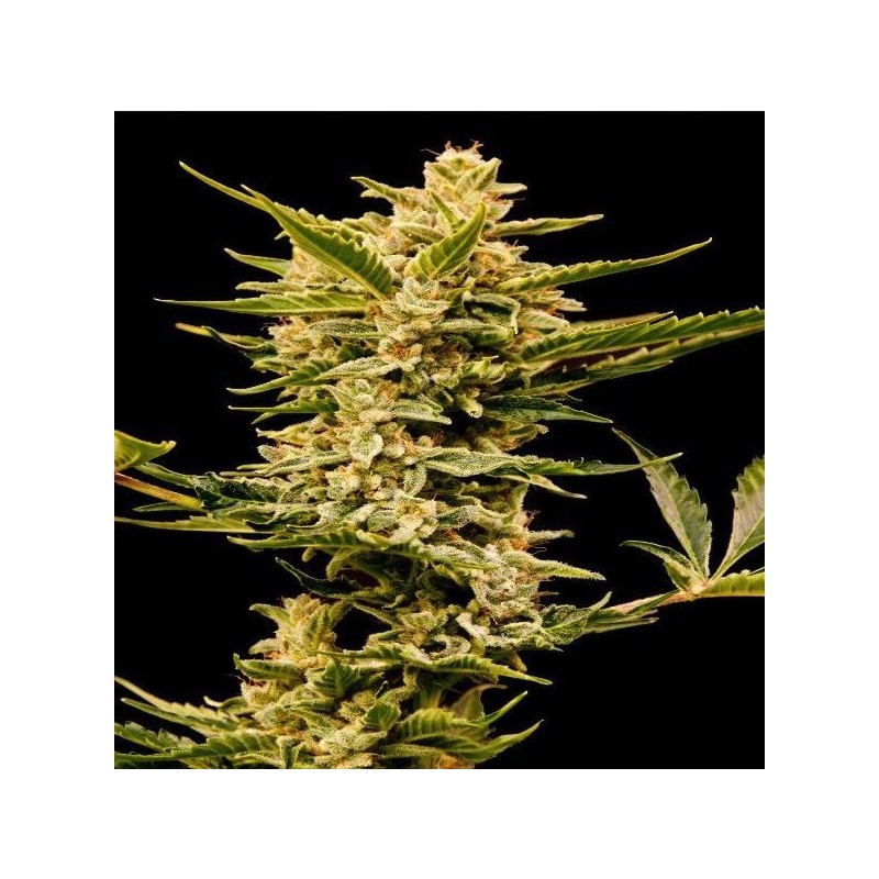 AUTO HAZE GOM · Grass O Matic Seeds · kenevir tohum · Disi · Auto Fem