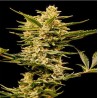 AUTO HAZE GOM · Grass O Matic Seeds · kenevir tohum · Disi · Auto Fem