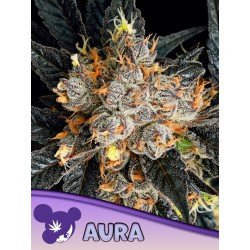 AURA · Anesia Seeds · kenevir tohum · Fem