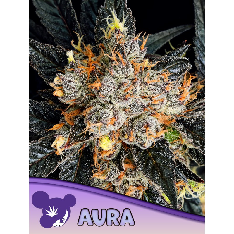 AURA · Anesia Seeds · cannabis seeds · Fem