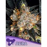 AURA · Anesia Seeds · kenevir tohum · Fem