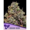 CHAOS CAKE · Anesia Seeds · kenevir tohum · Fem