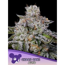 CHAOS CAKE AUTO · Anesia Seeds · cannabis seeds · Auto Fem