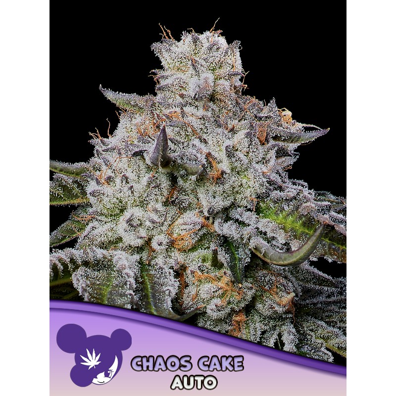 CHAOS CAKE AUTO · Anesia Seeds · kenevir tohum · AutoFem
