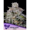 CHAOS CAKE AUTO · Anesia Seeds · kenevir tohum · AutoFem