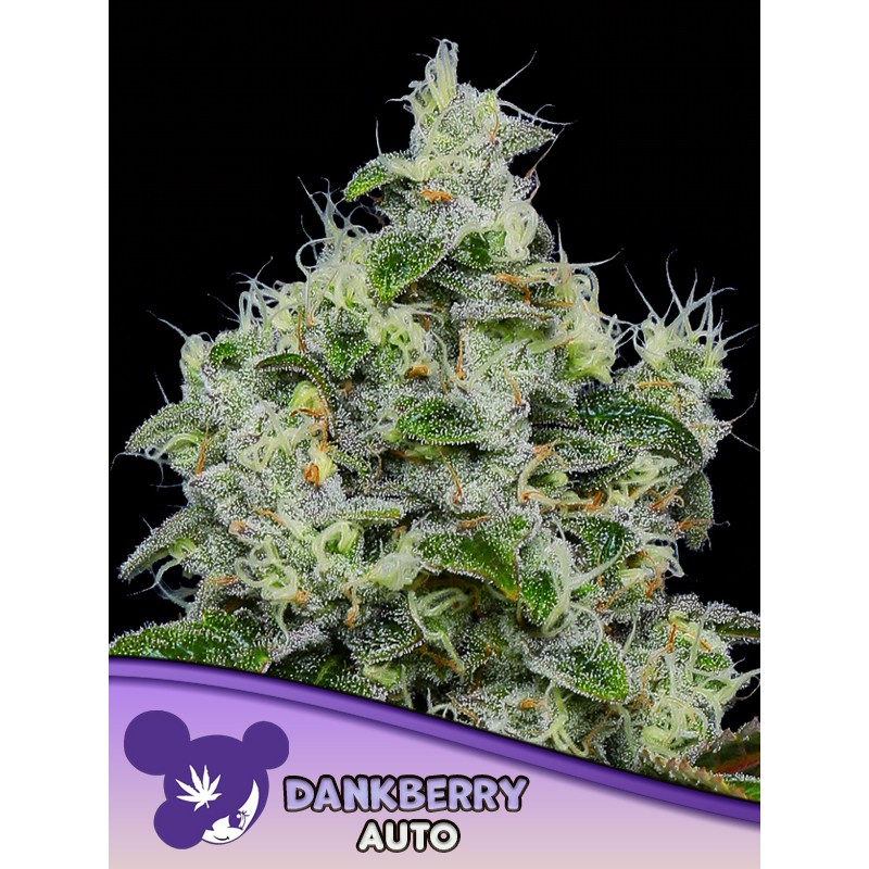 DANKBERRY AUTO · Anesia Seeds · kenevir tohum · AutoFem