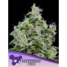 DANKBERRY AUTO · Anesia Seeds · cannabis seeds · Auto Fem