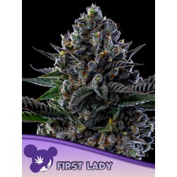 FIRST LADY · Anesia Seeds · cannabis seeds · Fem