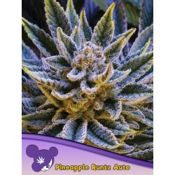 PINEAPPLE RUNTZ AUTO · Anesia Seeds · kenevir tohum · AutoFem