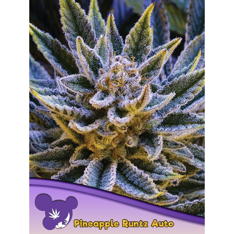 PINEAPPLE RUNTZ AUTO · Anesia Seeds · kenevir tohum · AutoFem