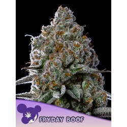 FRYDAY BOOF · Anesia Seeds · cannabis seeds · Fem
