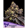GLOWBERRY RUSH · Anesia Seeds · kenevir tohum · Fem