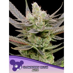 GLOWBERRY RUSH AUTO · Anesia Seeds · cannabis seeds · Auto Fem