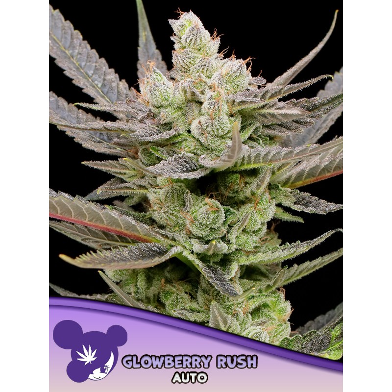GLOWBERRY RUSH AUTO · Anesia Seeds · kenevir tohum · AutoFem