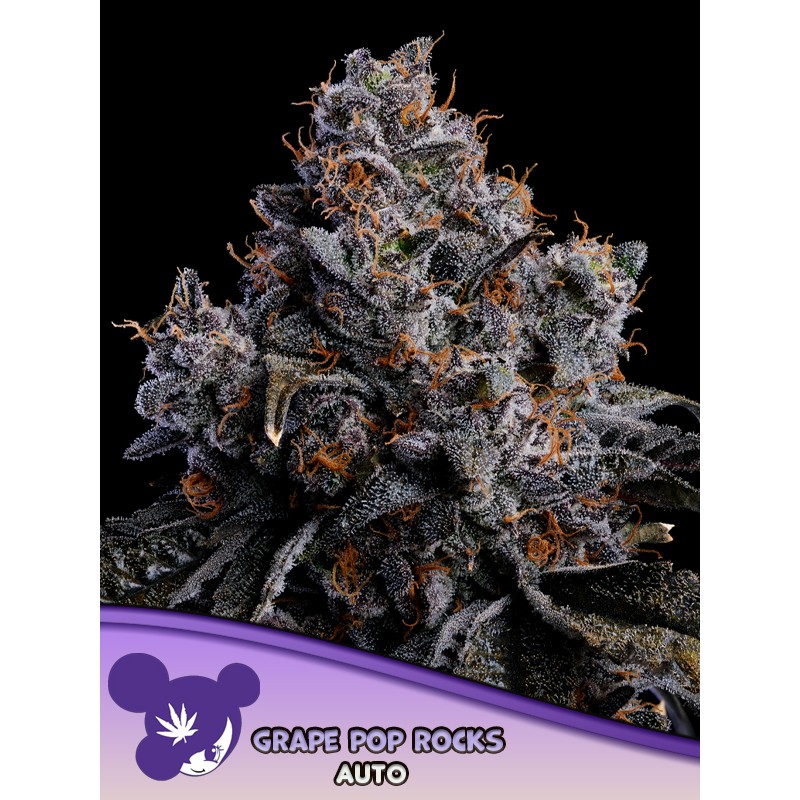 GRAPE POP ROCKS AUTO · Anesia Seeds · cannabis seeds · Auto Fem