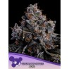 GRAPE POP ROCKS AUTO · Anesia Seeds · cannabis seeds · Auto Fem