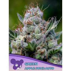 GREEN APPLE JUICE AUTO · Anesia Seeds · cannabis seeds · Auto Fem