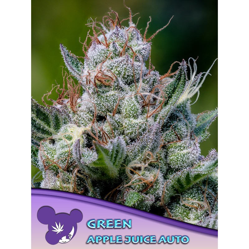 GREEN APPLE JUICE AUTO · Anesia Seeds · kenevir tohum · AutoFem