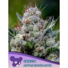 GREEN APPLE JUICE AUTO · Anesia Seeds · kenevir tohum · AutoFem