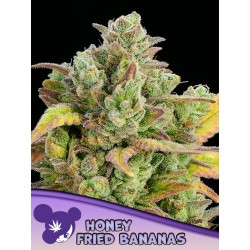 HONEY FRIED BANANAS · Anesia Seeds · kenevir tohum · Fem