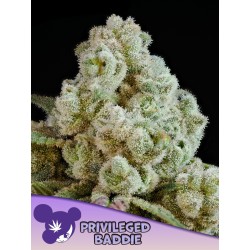 PRIVILEGED BADDIE · Anesia Seeds · cannabis seeds · Fem