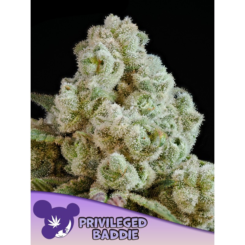 PRIVILEGED BADDIE · Anesia Seeds · kenevir tohum · Fem