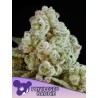 PRIVILEGED BADDIE · Anesia Seeds · kenevir tohum · Fem