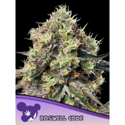 ROSWELL CODE · Anesia Seeds · kenevir tohum · Fem