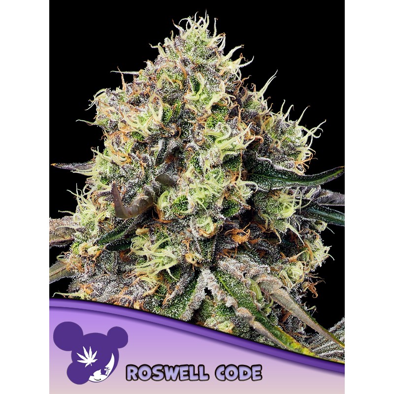 ROSWELL CODE · Anesia Seeds · kenevir tohum · Fem