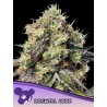 ROSWELL CODE · Anesia Seeds · kenevir tohum · Fem