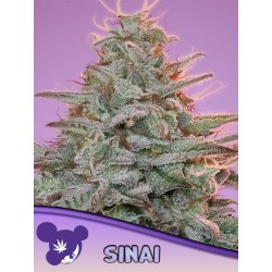 SINAI LANDRACE · Anesia Seeds · kenevir tohum · Fem