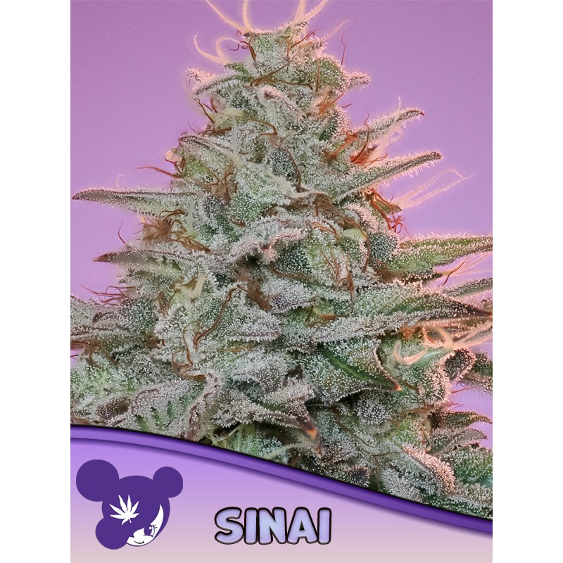 SINAI LANDRACE · Anesia Seeds · cannabis seeds · Fem