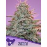 SINAI LANDRACE · Anesia Seeds · kenevir tohum · Fem