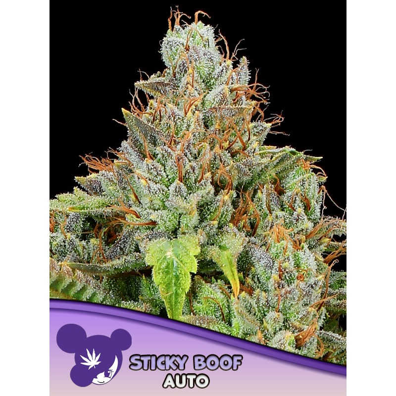 STICKY BOOF AUTO · Anesia Seeds · kenevir tohum · AutoFem