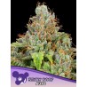 STICKY BOOF AUTO · Anesia Seeds · cannabis seeds · Auto Fem