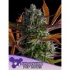 STRAWBERRY POP ROCKS · Anesia Seeds · kenevir tohum · Fem