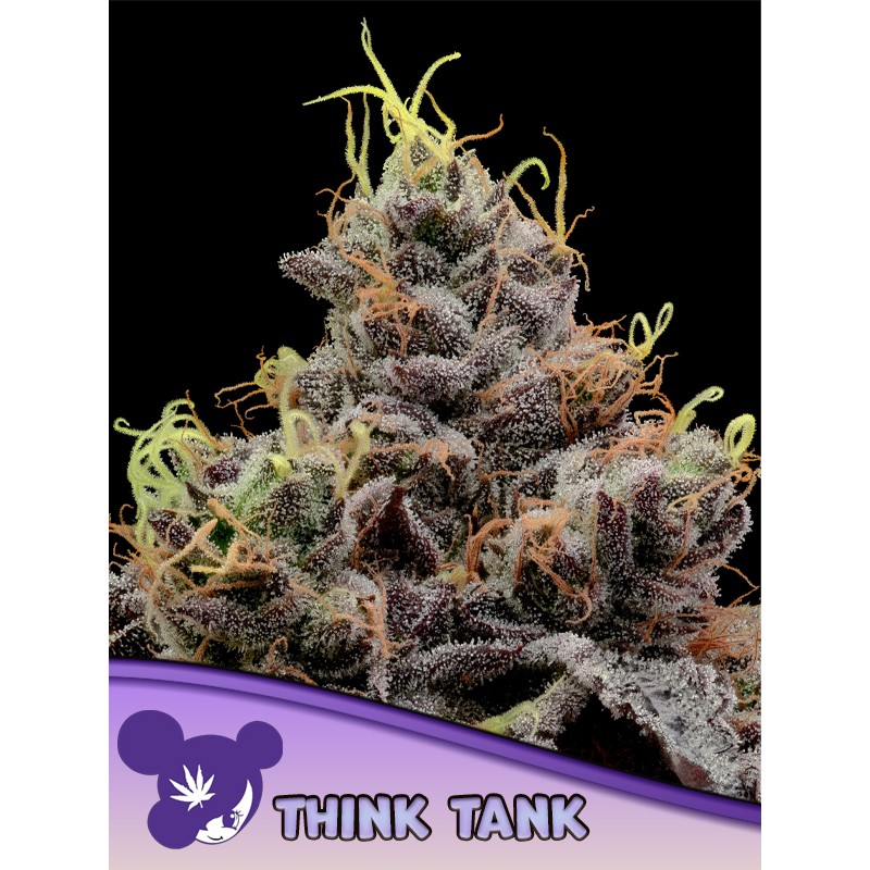 THINK TANK · Anesia Seeds · kenevir tohum · Fem