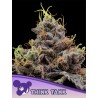 THINK TANK · Anesia Seeds · kenevir tohum · Fem