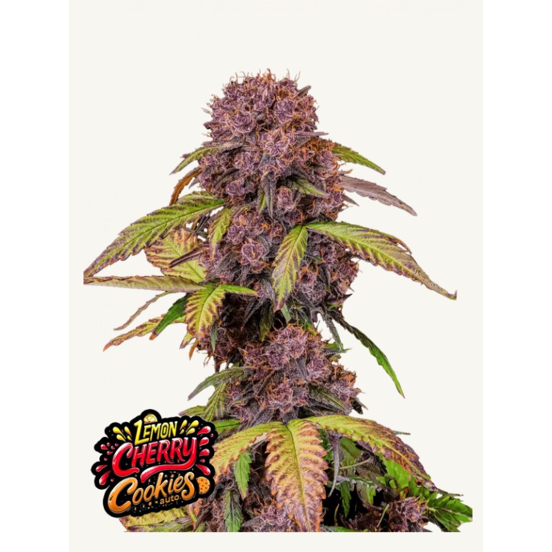 LEMON CHERRY COOKIES AUTO · FastBuds Seeds · cannabis seeds · AutoFem