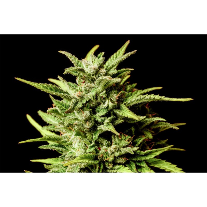 AFRODITE · Kannabia Seed Company · kenevir tohum · Disi · Fem