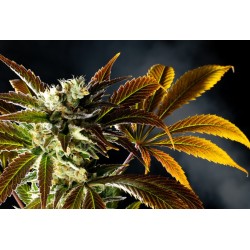 AMNESI-K HAZE · Kannabia Seed Company · kenevir tohum · Disi · Fem