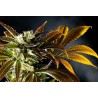 AMNESI-K HAZE · Kannabia Seed Company · kenevir tohum · Disi · Fem