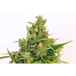 AMNESI-K LEMON · Kannabia Seed Company · kenevir tohum · Disi · Fem