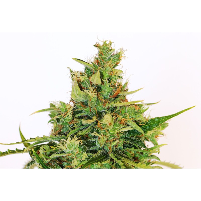 AMNESI-K LEMON · Kannabia Seed Company · kenevir tohum · Disi · Fem