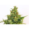 AMNESI-K LEMON · Kannabia Seed Company · cannabis seeds · Fem